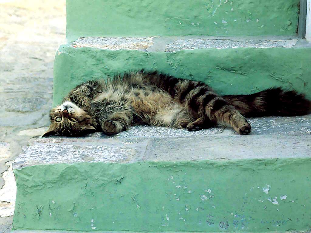 Gatti (190)